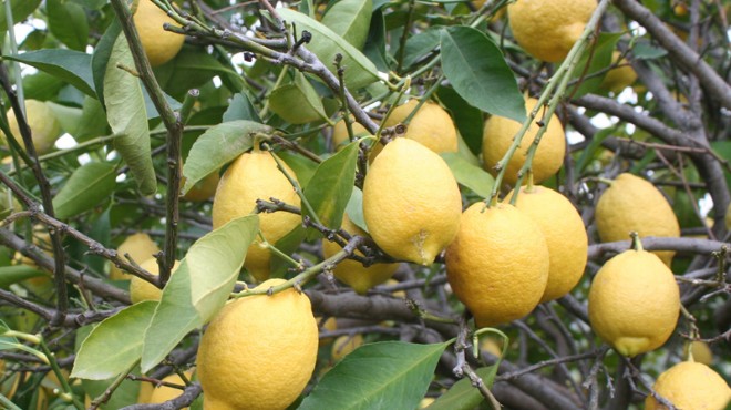 200 bin ton limon çürüme tehlikesinde!