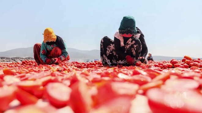 60'tan fazla ülkeye ihraç: Ege ovalarında 'kırmızı' mesai başladı