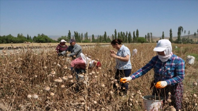 Afyonkarahisar'da haşhaş hasadı başladı