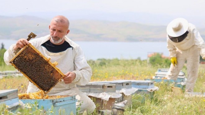 Arılar strese girdi: Meteorolojik hafıza silindi!