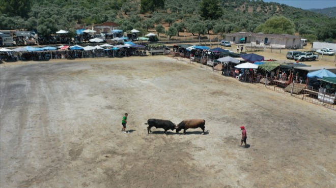 Aydın'da boğa güreşi festivali heyecanı