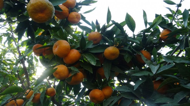 Aydın'da mandalina, üreticinin yüzünü güldürdü