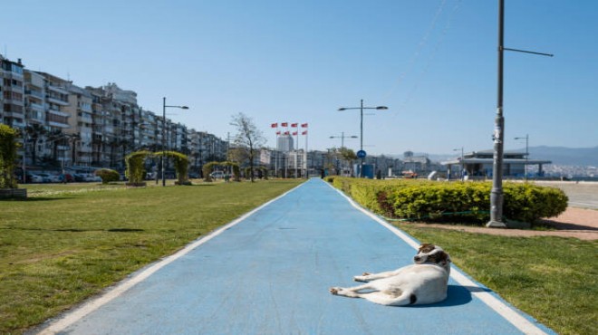 Başkan Şanlı uyardı: Çimler açık hava hayvan barınağı oldu!