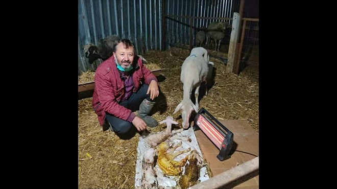 Bergama'da bir koyun dördüz doğurdu