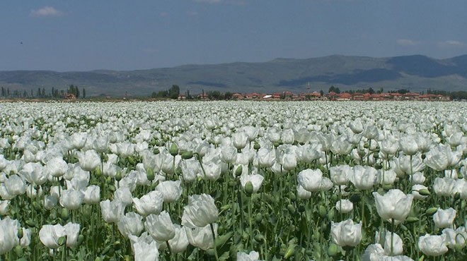 Beyaz haşhaşın ihracat hasreti bitti