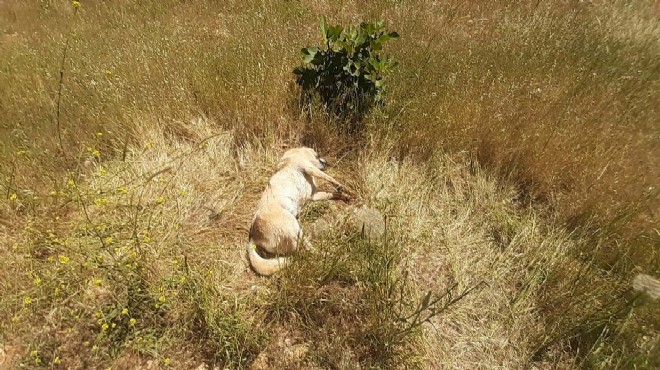 Bodrum'da can dost katliamı: Ekipler harekete geçti!