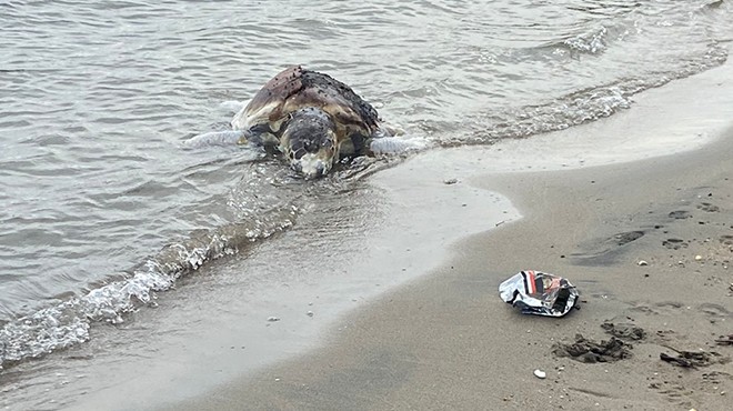 Bodrum'da ölü caretta caretta kıyıya vurdu