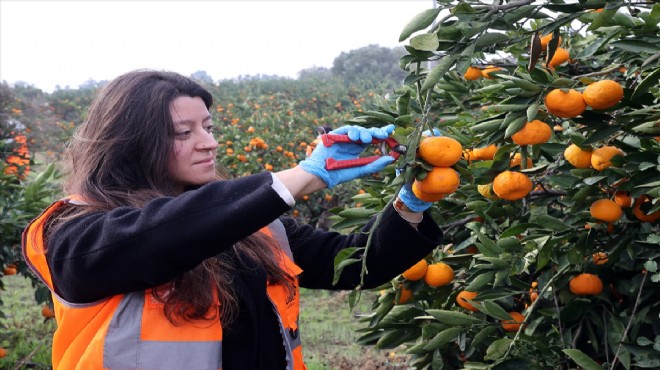 Bu mandalinalar kanserliler için!