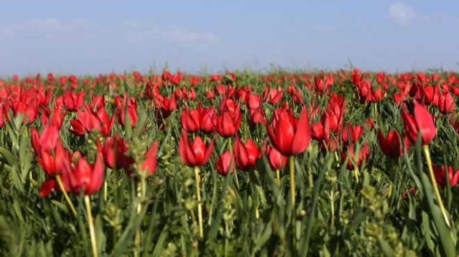 Bu yıl 51 çeşit bitki tescil edildi