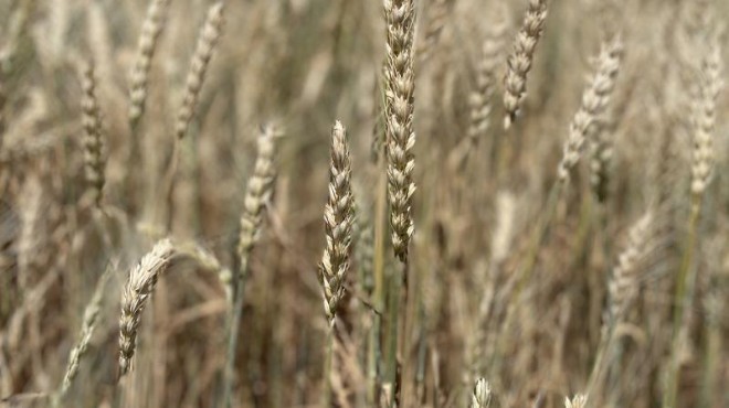 Buğday alım fiyatları beklentileri karşıladı