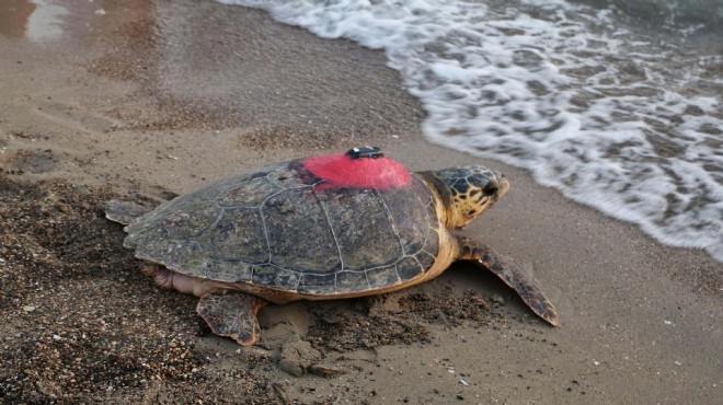 Caretta caretta 'Tuba'yı 9 milyon kişi izledi