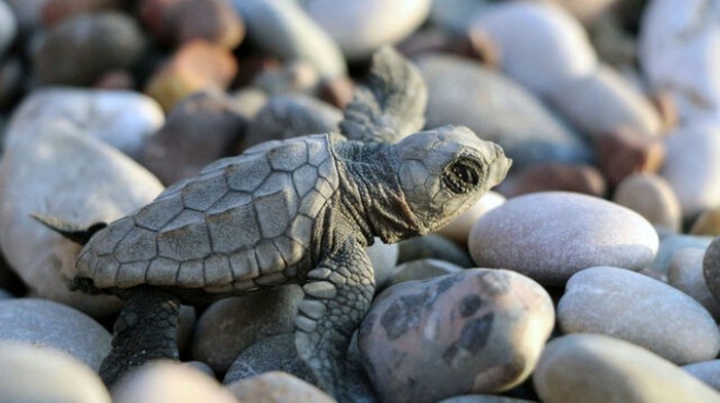 Çıralı'da yavru caretta sayısı yüzde 38 arttı