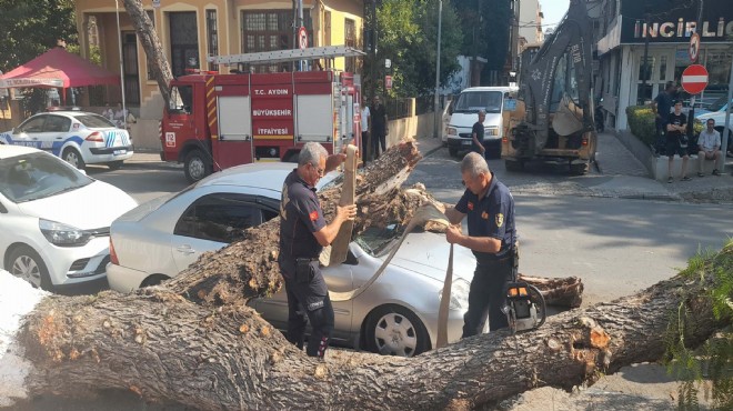 Çürüyen ağaç park halindeki otomobilin üzerine devrildi