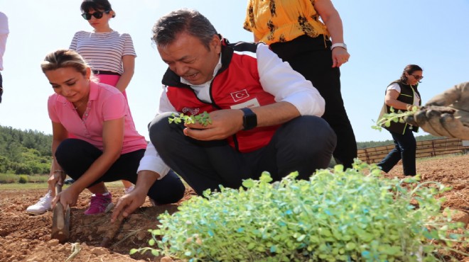 Dağlardan tarlaya kekik mucizesi!