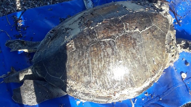 Datça'da ölü caretta caretta sahile vurdu