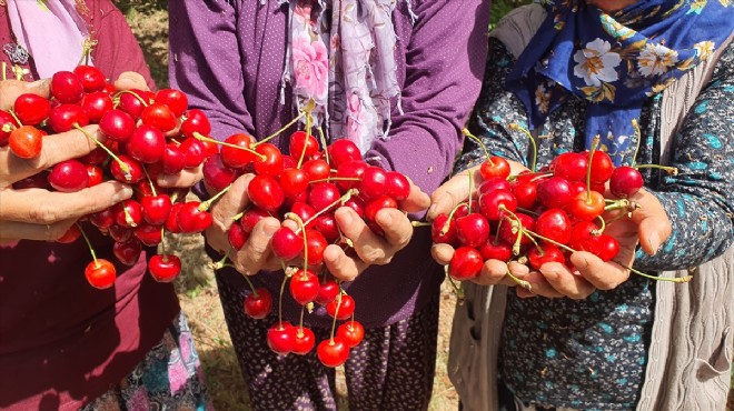 Demirci'nin kirazında hasat başladı