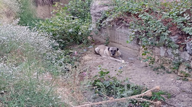 Dere yatağına düşen köpeğe yardım eli