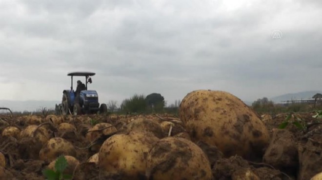 Dikim alanı azaldı: İzmir'in patates ambarı boşalıyor