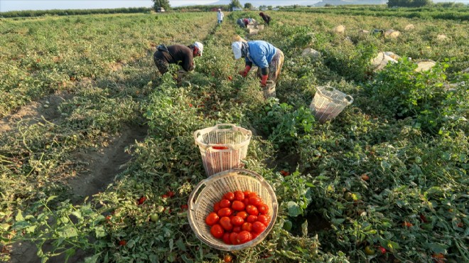 Domates tarlada 2 lira… Üretici mağdur!