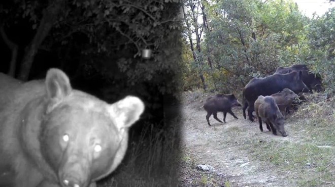 Domuzların kavgası ve 'meraklı ayı' fotokapanda!