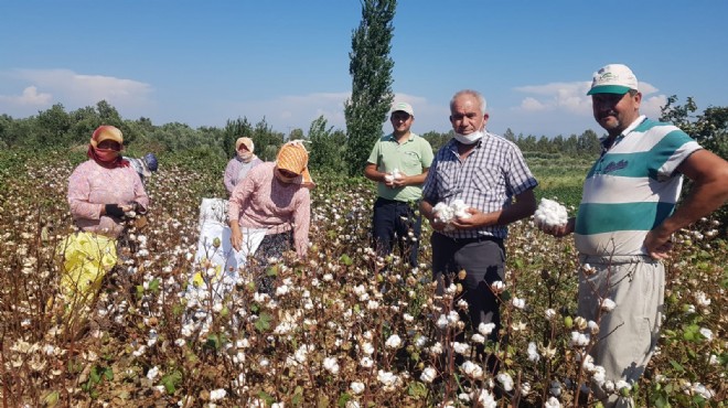 Ege'de pamuk hasadı başladı