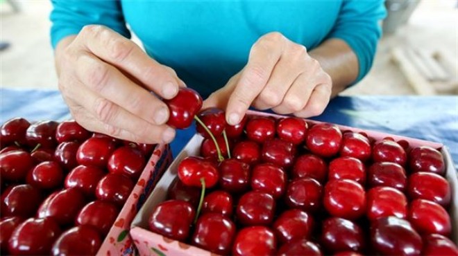 Ege'nin kirazı dünya pazarında