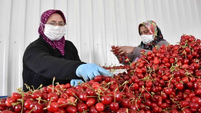 Egeli üretici artan meyve talebine yetişemiyor