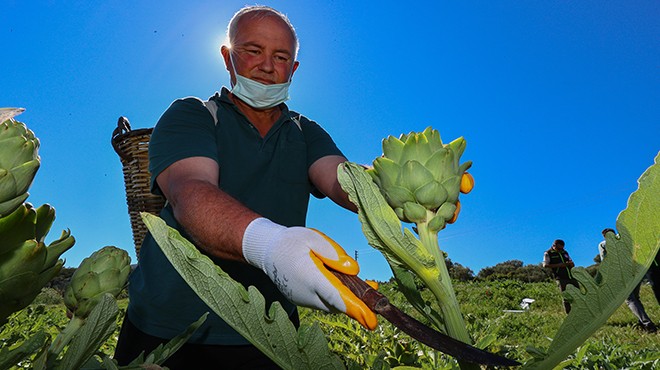 Enginar üreticinin yüzünü güldürdü