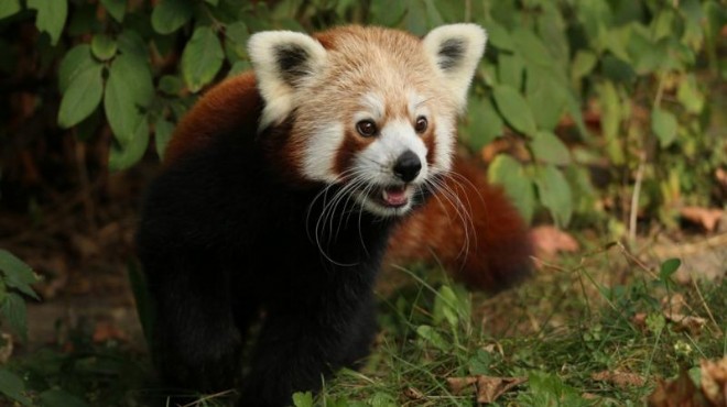 Erkek kızıl panda 'yalnız kalmak için' kafesinden kaçtı