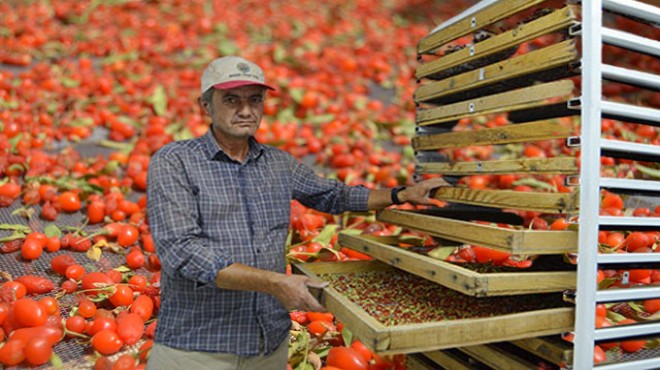 Hobi olarak başlamıştı... Artık ihracat yapıyor!