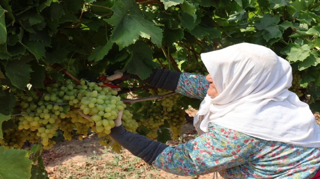 İlk hasat sevinci... Hedef 200 milyon dolarlık ihracat!