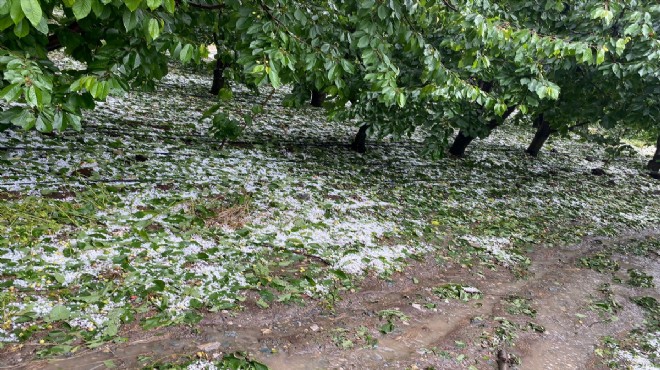 İzmir'de dolu yağışları tarıma zarar verdi!