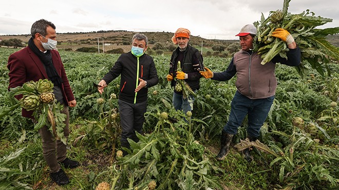 İzmir'de enginar hasadı başladı