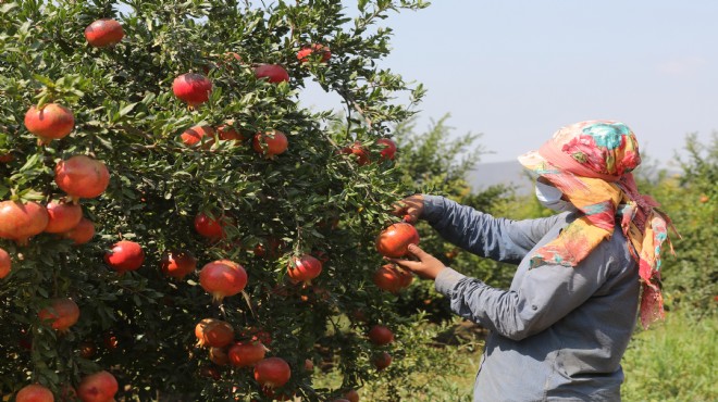 İzmir'de ihracatlık nar hasadı başladı