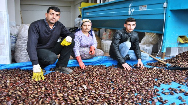 İzmir'de kestane fiyatları geriledi!