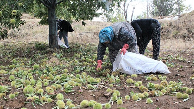 İzmir'de kestane hasadı başladı