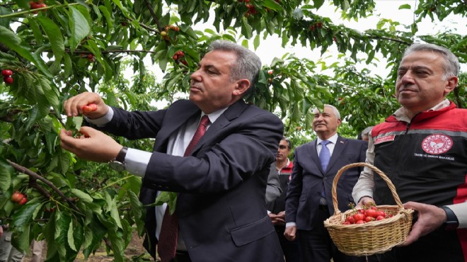 İzmir'de sezonun ilk kiraz hasadı!