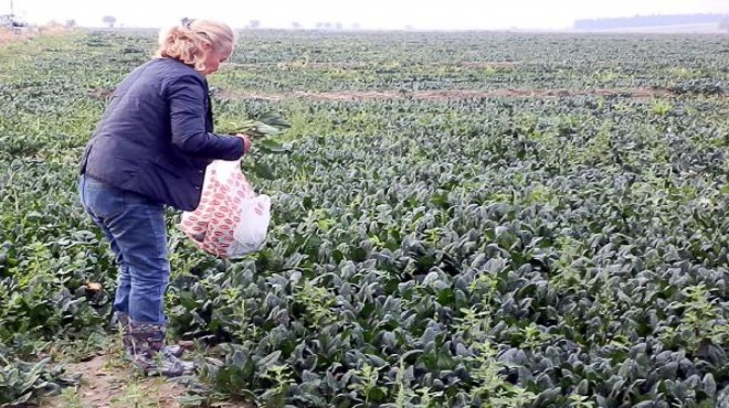 İzmir'de tonlarca ıspanak çürümeye terk edildi!