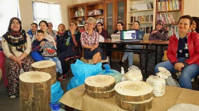 Yeni kalkınma projesi: İstiridye mantarı köy tezgahında