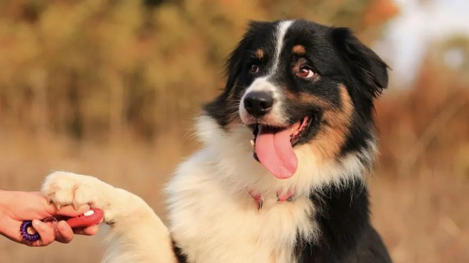 İzmir'deki köpek sayısı belli oldu: Karabağlar nüfusu kadar!