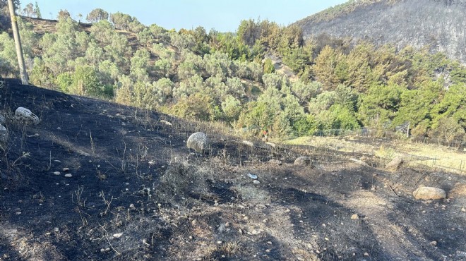 İzmir'deki orman yangını kontrol altında