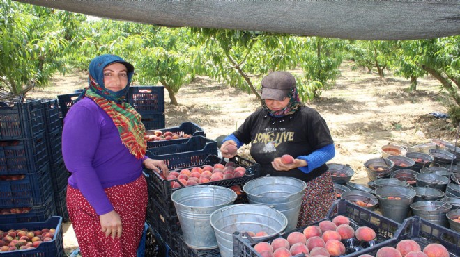 İzmir’den dünyaya şeftali ihracı