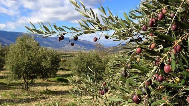 İzmir Platformu: Zeytin’e kıyım değil, destek…