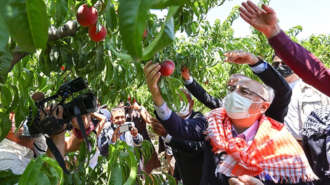 İzmir Valisi Köşger, Selçuk'ta şeftali hasadına katıldı