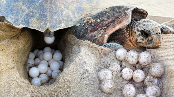 İztuzu Plajı'nda caretta yuva sayısı 700'e ulaştı