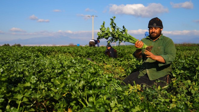 Kerevizin fiyatı üreticisini sevindirdi