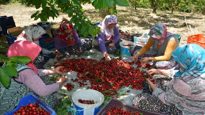 Kiraz hasadı yüz güldürdü!