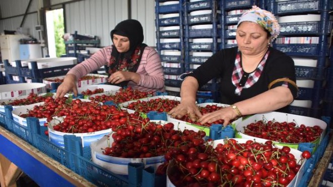 Kiraz hasadında yüzde 20 artış var