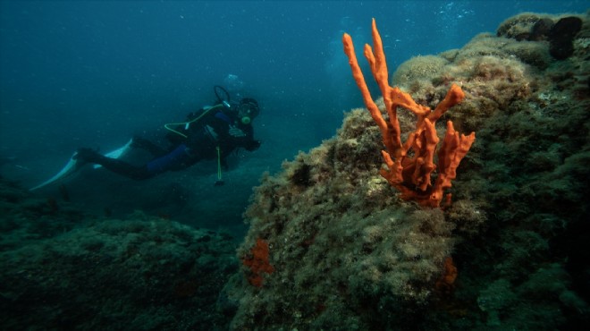 Kuşadası'nda dalış turizmi hareketlendi