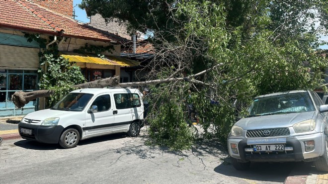 Kütahya’da ağaç 2 aracın üzerine devrildi